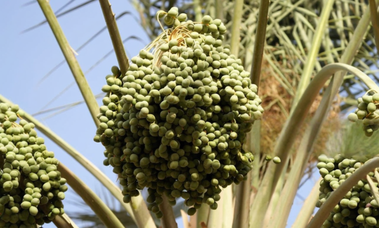 النخيل والتمور: رؤية وزارة الزراعة لتعزيز الزراعة العراقية
