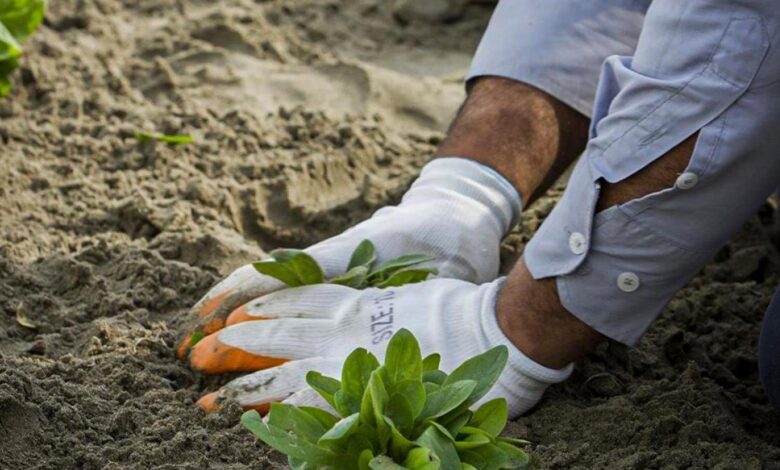 حملة تشجير في صلاح الدين: 2500 شتلة لتجميل المدن والمداخل