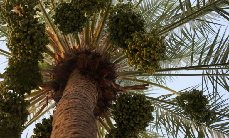 ارتفاع قياسي في إنتاج التمور في العراق هذا الموسم