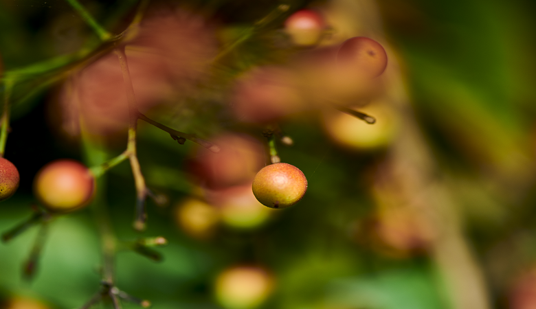 فاكهة كامو كامو: علاج واعد لمرض الكبد الدهني