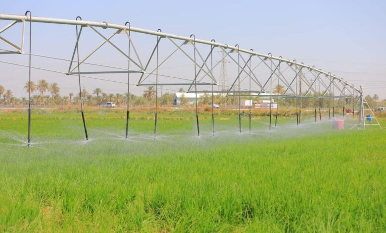 خطة جديدة لمواجهة شح المياه في زراعة الأرز بالنجف الأشرف