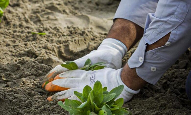 تعزيز البيئة الحضرية: بلدية كربلاء تطلق مبادرة التشجير