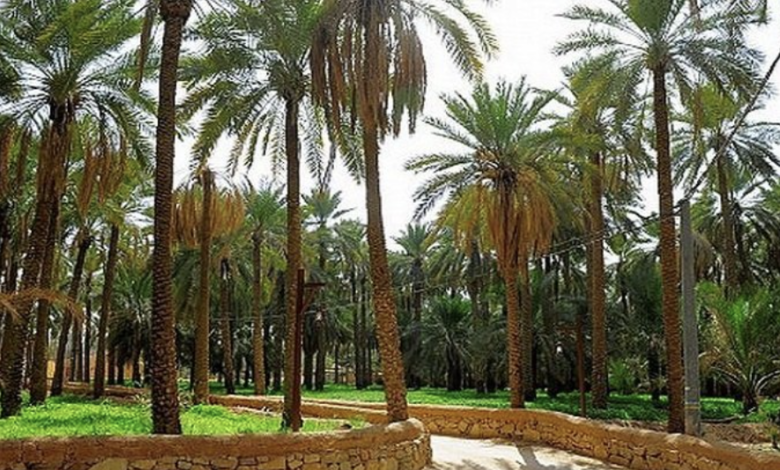 قانون حماية البيئة يفرض شروطاً صارمة لقطع الأشجار المعمرة