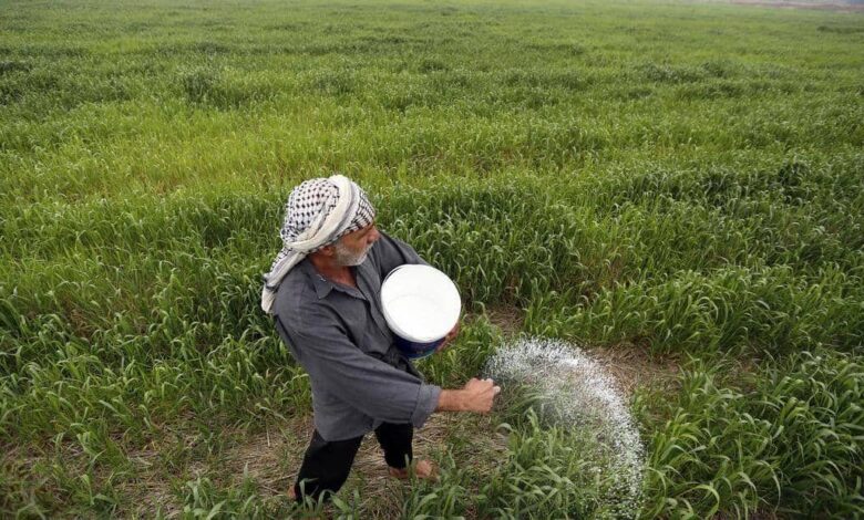 ألف طن من بذور القمح لتعزيز الإنتاج الزراعي في البصرة