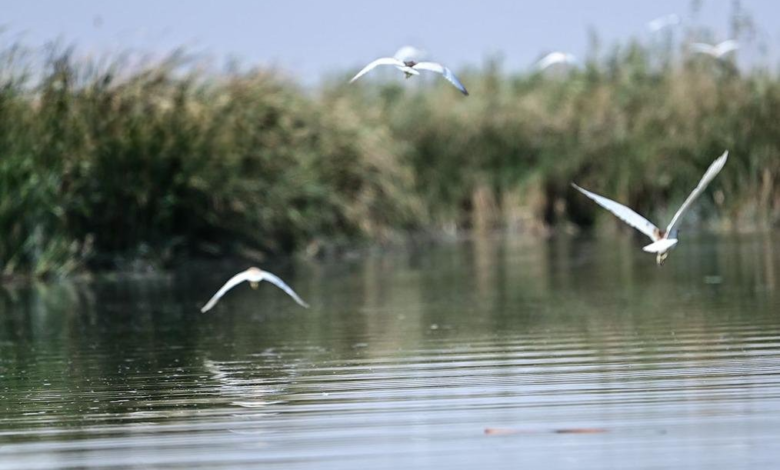 إجراءات قانونية صارمة لحماية الطيور المهاجرة من الصيد الجائر في العراق