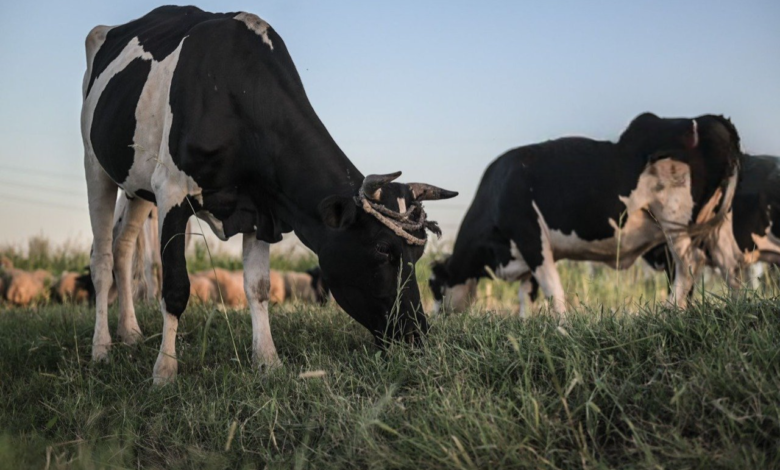 الزراعة تعلن عن خطة لتحصين الحيوانات ضد الأمراض الوبائية في 2025