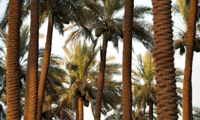 ازدهار زراعة النخيل في البصرة: أكثر من مليونين و630 ألف نخلة