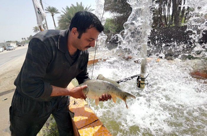 الديوانية: استثناء الأسماك البحرية وتشديد العقوبات على مخالفي قرار منع الصيد