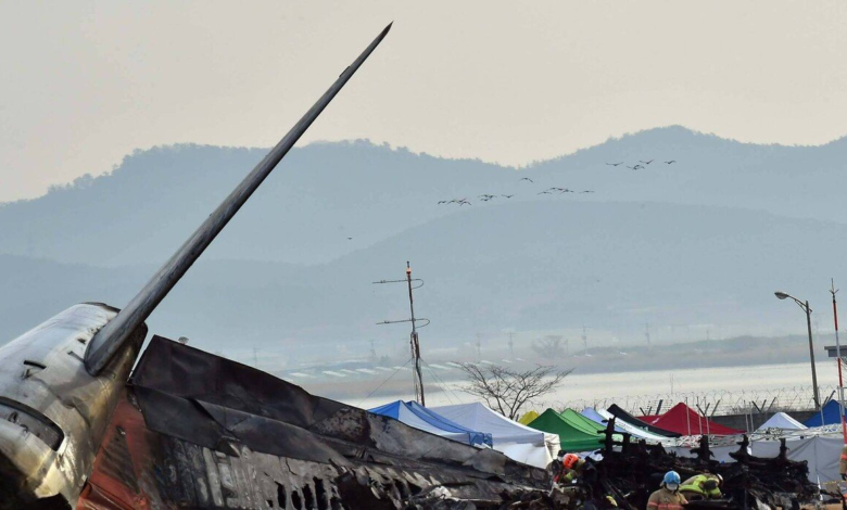 ريش الطيور يكشف سبب تحطم الطائرة الكورية الجنوبية