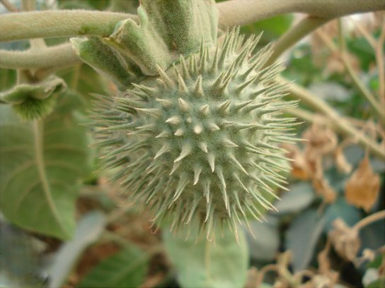 وزارة الزراعة تطلق خطة لمكافحة نبتة الداتورا المخدرة في المحافظات