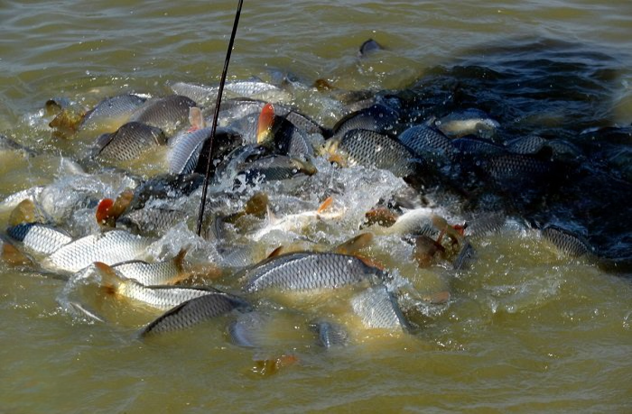 الزراعة: إجراءات جديدة للحد من انتشار أسماك البلطي في العراق