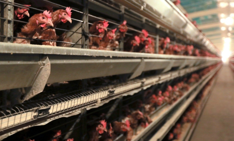 الزراعة تشترط الفحوصات لدخول الدواجن من كردستان إلى المحافظات