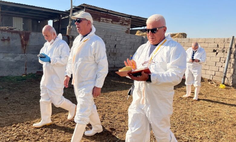 دائرة البيطرة: العجول المستوردة إلى العراق خالية من الأمراض الوبائية