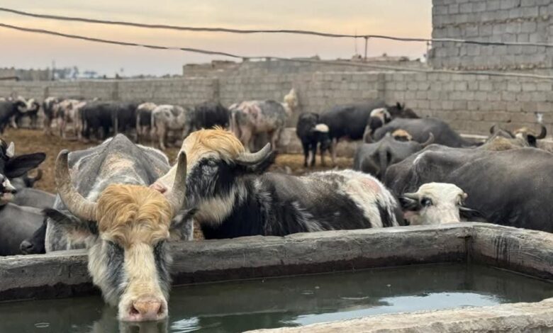 محافظة بغداد تمنع حركة الحيوانات وتكثف إجراءات حماية الصحة العامة