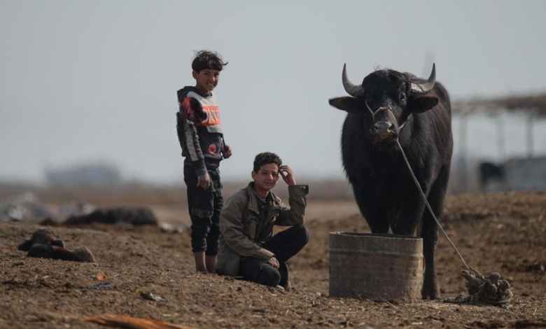 الزراعة: انخفاض إصابات الحمى القلاعية بين الجاموس في البؤر الرئيسية