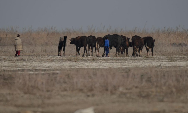 خطة متكاملة للسيطرة على الحمى القلاعية في العراق