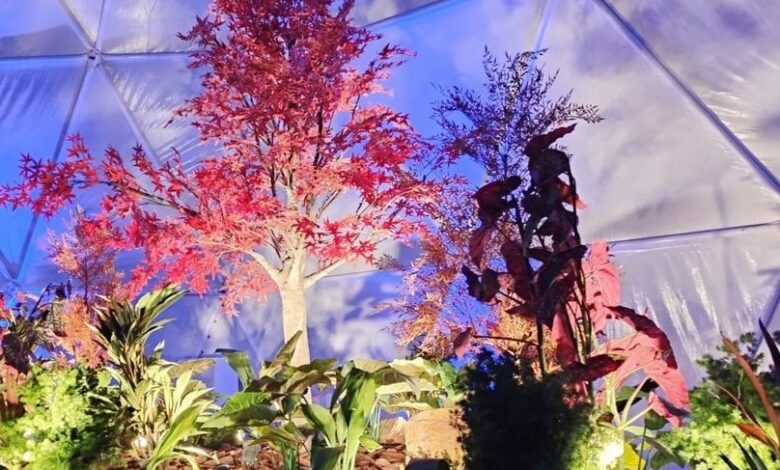 غابات بغداد الخضراء: تحول تاريخي نحو مستقبل مستدام