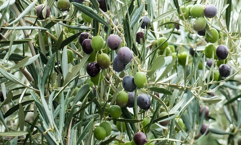 العراق يعزز مكانته العالمية في زراعة الزيتون