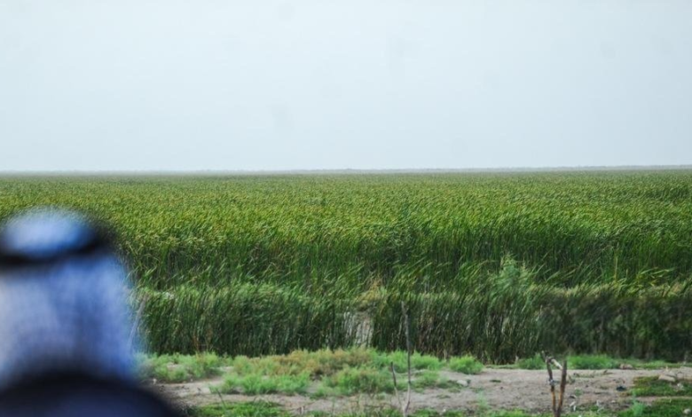 الطاقة الشمسية تدعم منظومات الري في المناطق الصحراوية