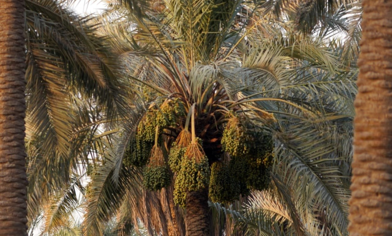 22 مليون نخلة تضع العراق في صدارة العالم: خطة طموحة للوصول إلى 30 مليون