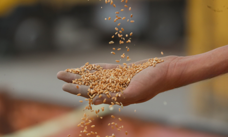 جودة البذور العراقية تتفوق إقليمياً مع خيارات متنوعة للمزارعين