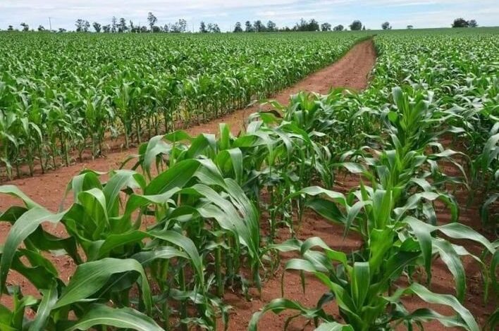 ثورة زراعية عراقية: نجاحات الاكتفاء الذاتي وخطط التوسع رغم تحديات شح المياه