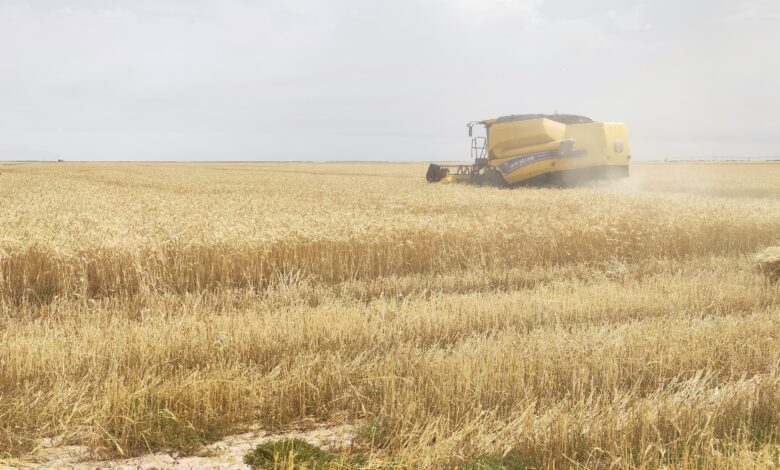 التقنيات الزراعية الحديثة تضاعف إنتاج القمح في البصرة