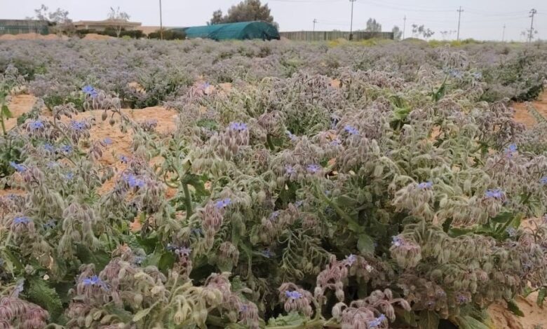 الأنبار تستثمر في زراعة النباتات الطبية: 10 آلاف نبتة خبز النحل تزين القائم