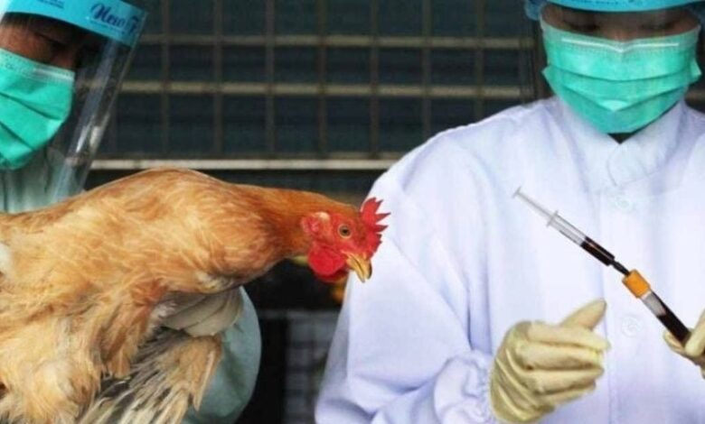 تعليق استيراد الدواجن البرازيلية عالمياً بسبب تفشي إنفلونزا الطيور