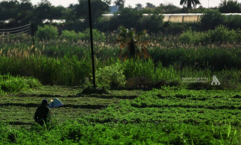 تثبيت الكثبان الرملية: الزراعة تحقق نجاحاً في ذي قار وصلاح الدين