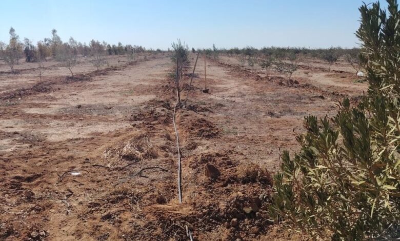 الأنبار تحقق إنجازاً زراعياً بتطوير واحة جبهة الصحراوية