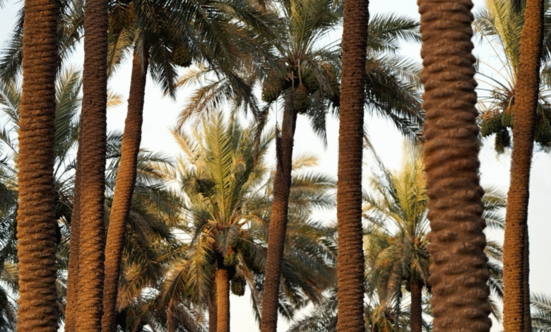 حملة شاملة تستهدف آفات النخيل في ست محافظات