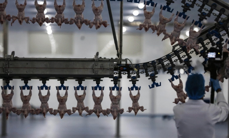 إنتاج اللحوم العراقي: 64 ألف طن لحوم حمراء و225 ألف طن دواجن سنوياً