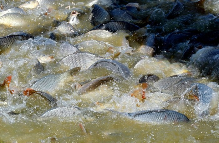 إنتاج الأسماك العراق يتقدم بإطلاق 48 مليون زريعة في الصويرة