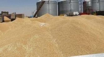 147 ألف طن.. حصيلة محصول القمح المستلم من مزارعي إقليم كردستان
