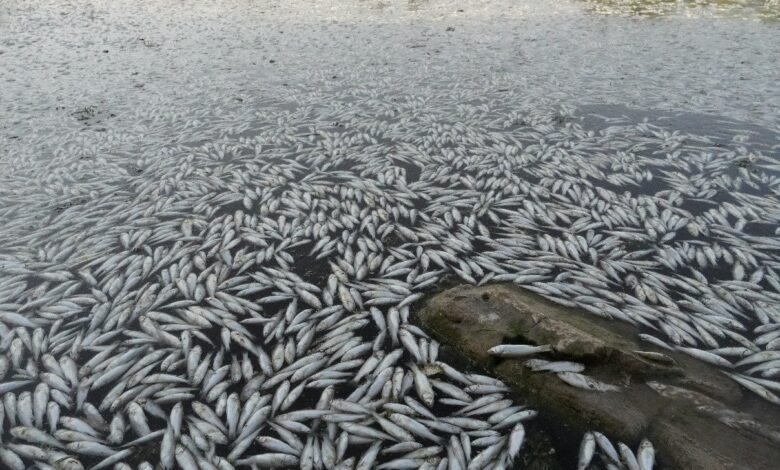 كارثة بيئية تضرب هور ابن نجم بنفوق جماعي للأسماك