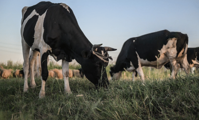 العراق يفرض قيود صارمة على نقل الحيوانات لمنع انتشار الحمى القلاعية