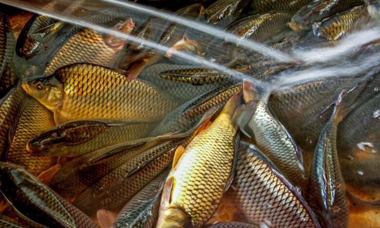 وزارة الزراعة تشجع النظام المغلق لتربية الأسماك وتقدم قروضاً لدعم المربين