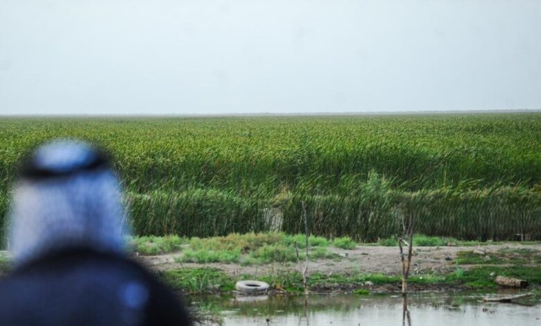 وزارة الزراعة تكذب أخبار إقرار زراعة 3 ملايين دونم في الخطة الشتوية