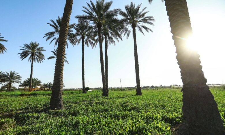 فرز أراضٍ للمهندسين الزراعيين في جميع المحافظات لتعزيز الإنتاج وتوفير فرص العمل