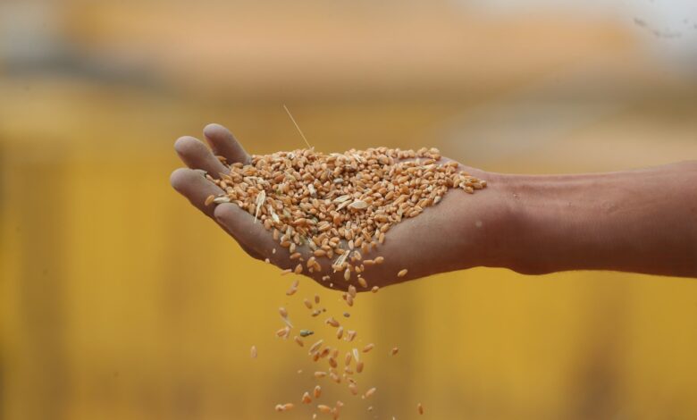 خفض أسعار بذور الحنطة بنسبة 60% وخطة لزراعة 4.5 مليون دونم