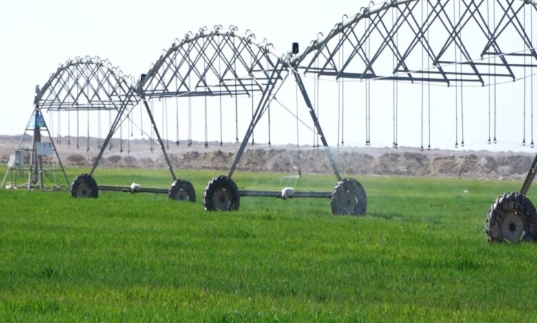 تقنيات الري الحديثة تنعش زراعة الحنطة الصحراوية في النجف رغم محدودية المساحات