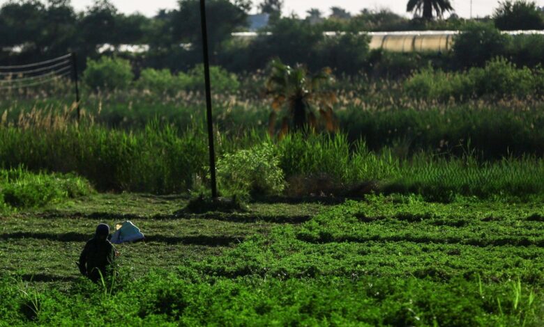 تقنيات الري الحديثة ترفع إنتاجية المحاصيل الزراعية بنسبة 40% في العراق