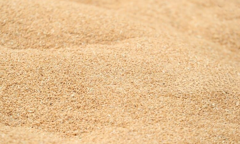 وزارة التجارة تكشف آلية تسلم الحنطة المتأخرة مع التأكيد على الفحص النوعي للمحاصيل