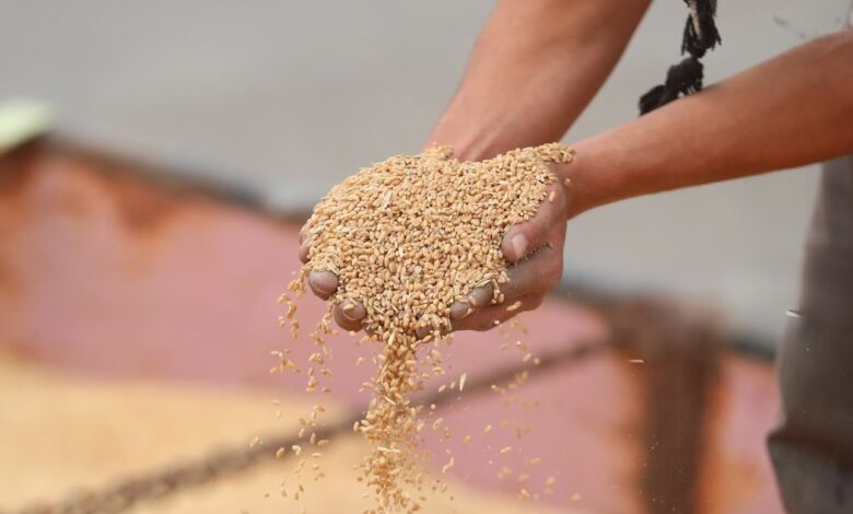 خطة وطنية للأمن الغذائي: وزارة الزراعة تطلق إجراءات تنفيذية مشتركة حتى 2030