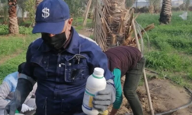 مكافحة حفارات النخيل في الديوانية: حملة ميدانية لحماية أكثر من 30 نخلة بمبيدات متخصصة
