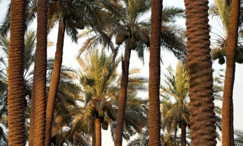 وزارة الزراعة تطلق برامج شاملة لدعم زراعة النخيل وتحسين إنتاج التمور العراقية