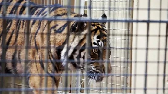 حادثة النمر في حديقة الزوراء ببغداد: زائر يخالف التعليمات ويتعرض للإصابة