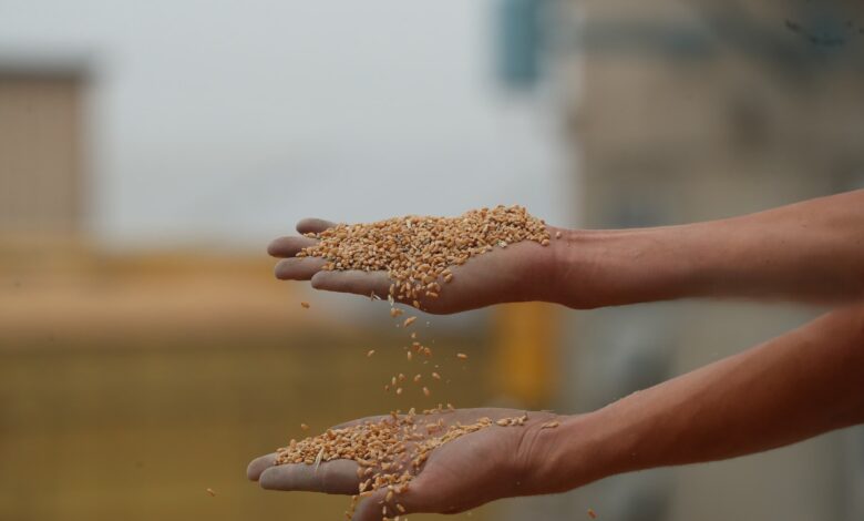 العراق يستعد لتسويق 4.5 مليون طن حنطة في موسم 2024 الزراعي