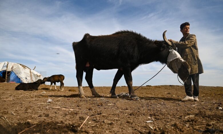 العراق يؤمن اللقاحات البيطرية ويفتح مسارات توريد جديدة عبر تركيا والأردن